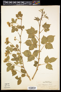 Rubus flagellaris image