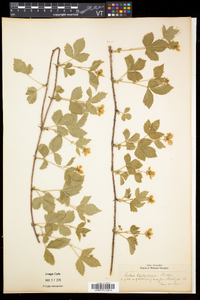 Rubus flagellaris image