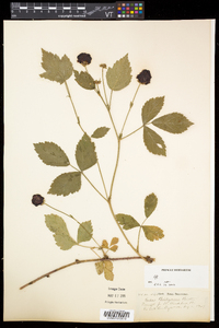 Rubus flagellaris image