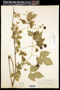 Rubus flagellaris image