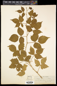 Rubus flagellaris image