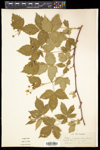 Rubus flagellaris image