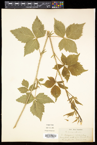 Rubus flagellaris image