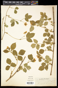 Rubus flagellaris image