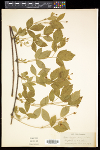 Rubus flagellaris image