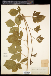 Rubus flagellaris image