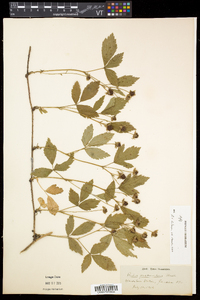 Rubus flagellaris image