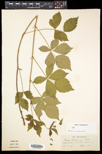 Rubus flagellaris image