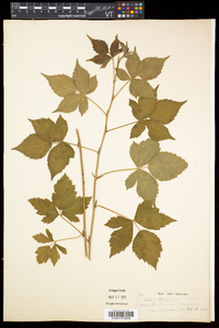 Rubus flagellaris image