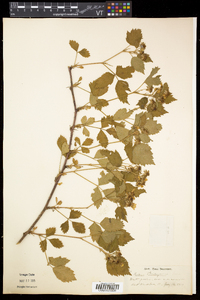 Rubus flagellaris image