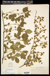 Rubus flagellaris image