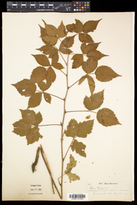 Rubus flagellaris image