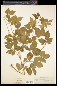 Rubus flagellaris image