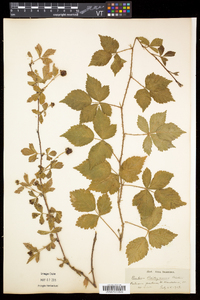 Rubus flagellaris image