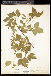 Rubus flagellaris image