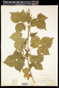 Rubus flagellaris image