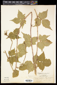 Rubus flagellaris image