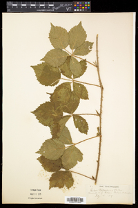 Rubus flagellaris image