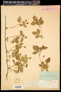 Rubus flagellaris image