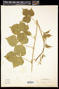 Rubus flagellaris image