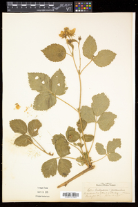 Rubus flagellaris image