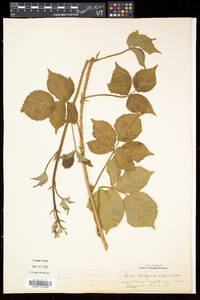 Rubus flagellaris image