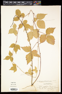 Rubus flagellaris image