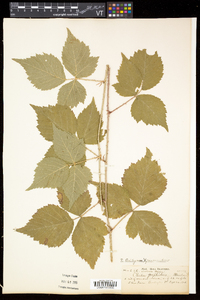 Rubus flagellaris image