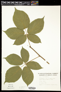 Rubus canadensis image