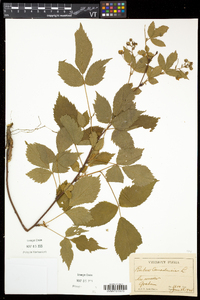 Rubus canadensis image