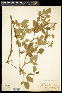 Rubus canadensis image