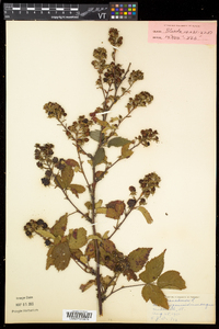 Rubus canadensis image