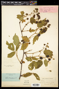 Rubus canadensis image