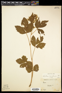 Rubus canadensis image