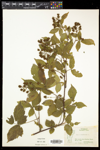 Rubus canadensis image