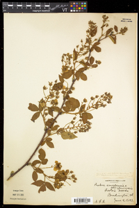 Rubus canadensis image