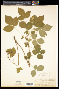 Rubus frondosus image