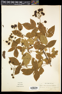 Rubus canadensis image