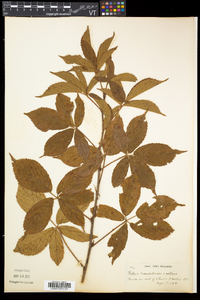 Rubus canadensis image