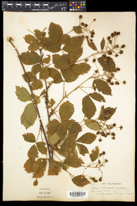 Rubus canadensis image