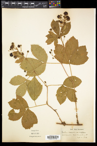 Rubus canadensis image