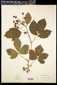 Rubus canadensis image