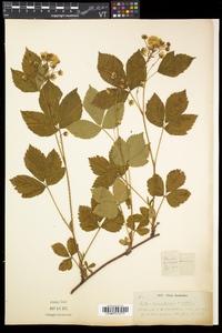 Rubus canadensis image