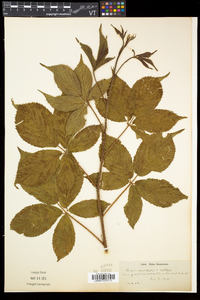 Rubus canadensis image