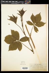 Rubus canadensis image