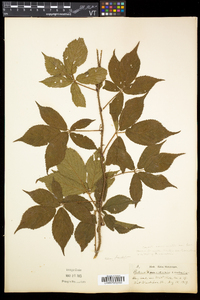 Rubus canadensis image