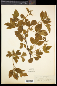 Rubus canadensis image