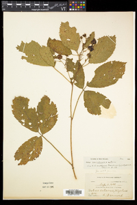 Rubus canadensis image