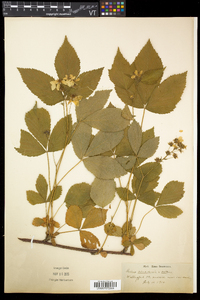 Rubus canadensis image