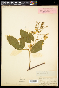 Rubus canadensis image